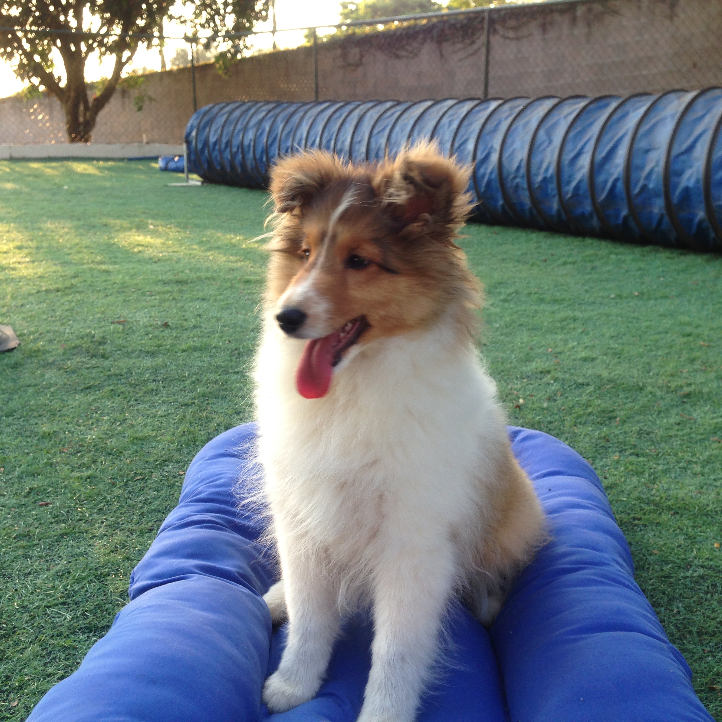 Cães brasileiros vencem Campeonato Mundial de Agility