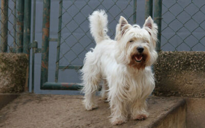 Ziggy – West Highland White Terrier