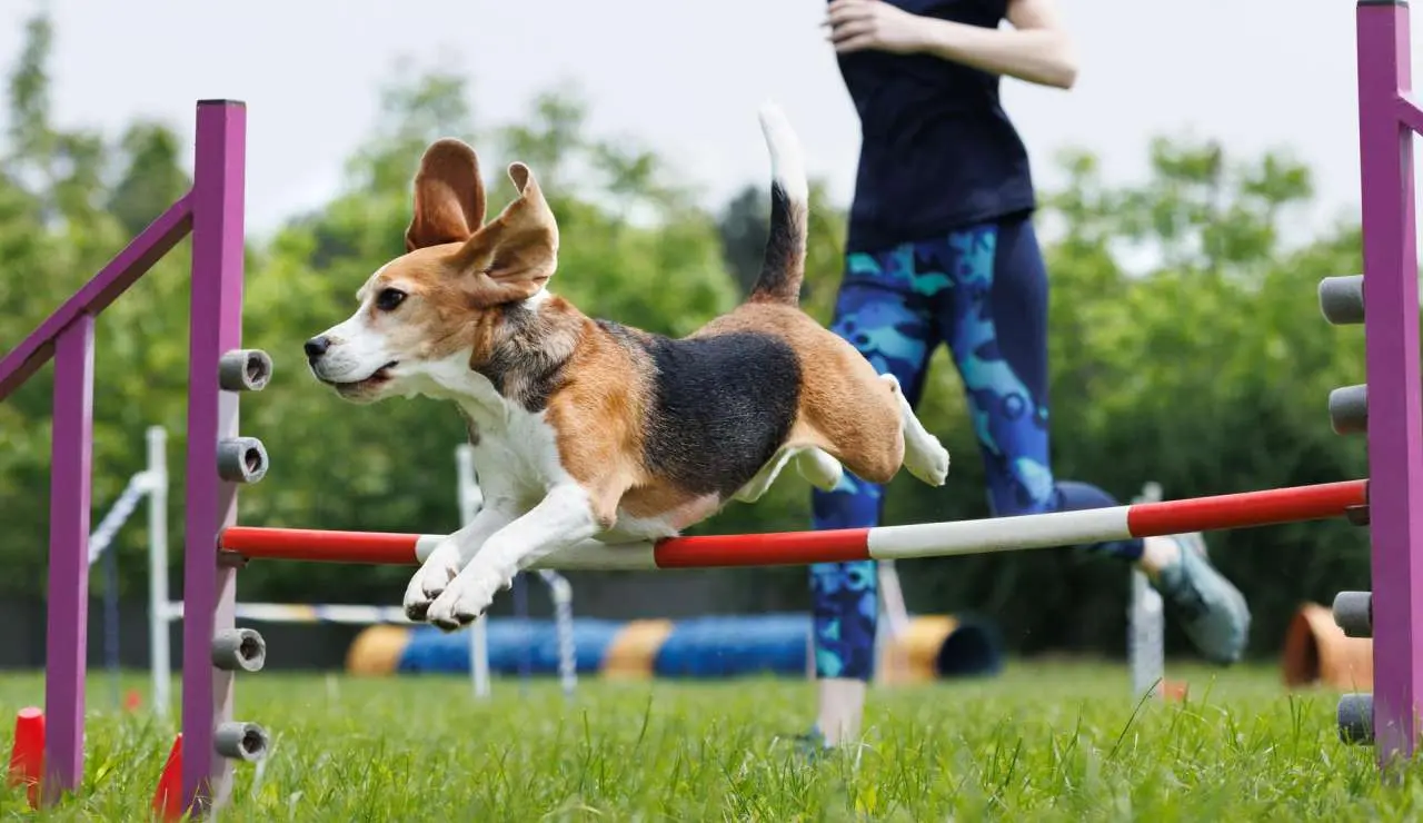 Agility - Espaço Ducão