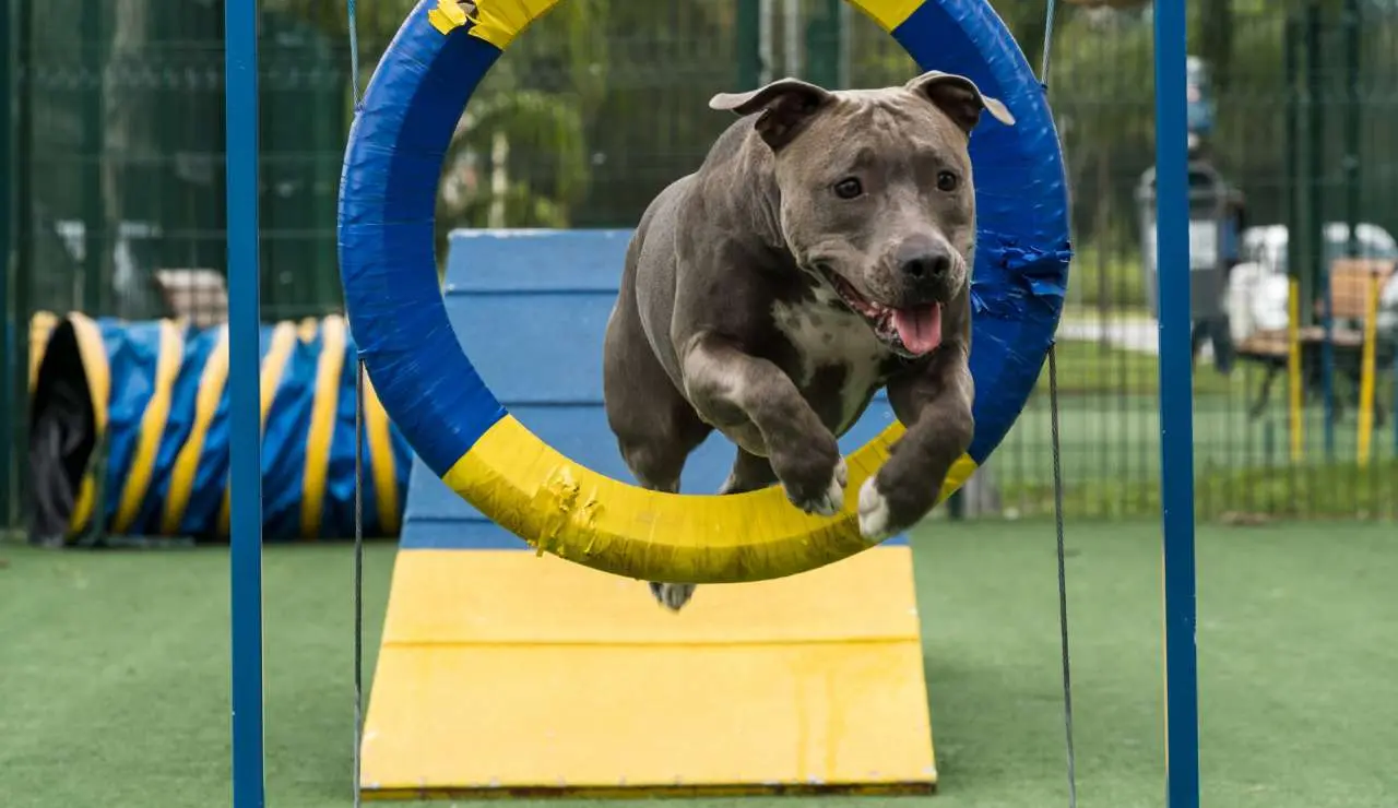 Agility - Espaço Ducão