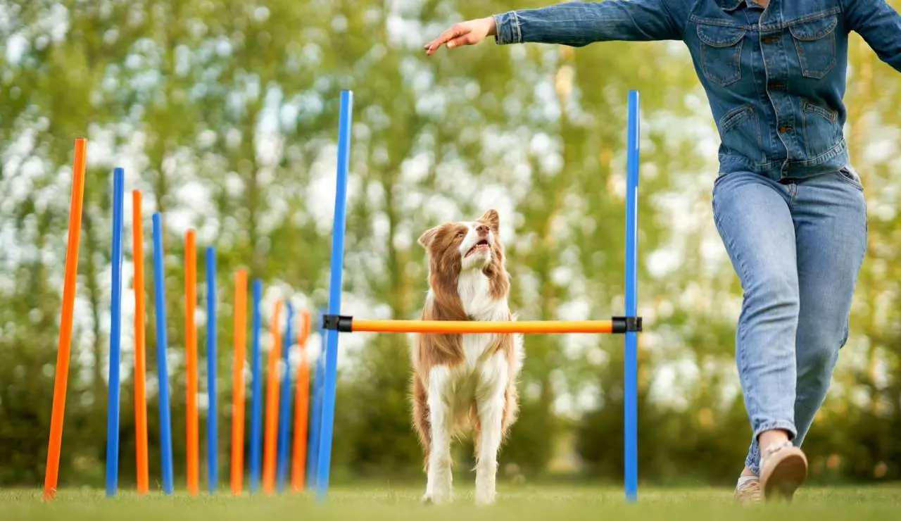 Agility - Espaço Ducão