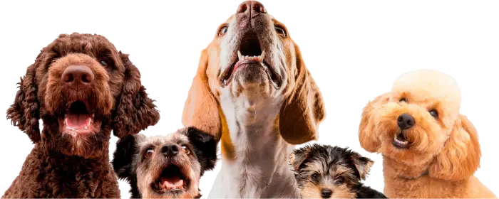 Cães